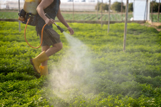 Insect Control in Spring Hill, FL