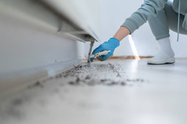 Best Wasp Removal Services  in Spring Hill, FL